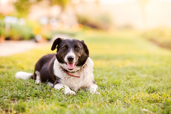 About Get the Full Scoop Dog Waste Management